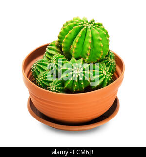 Cactus in a pot on a white background Stock Photo