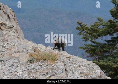 Abert's Squirrel on cliff edge with pine cone in it's mouth. Stock Photo