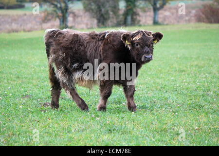 Black baby highland cow portrait in green grass meadow Stock Photo