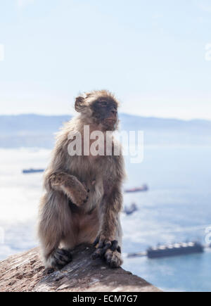 Image of a Barbary Macaque of Gibraltar siting on a rock fence. The apes from Gibraltar are the only wild monkey population in t Stock Photo