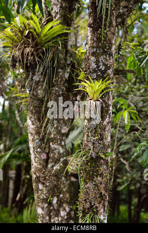 Bromeliad tropical plants growing on a tree trunk in Isabel de Torres botanical garden Dominican Republic Stock Photo