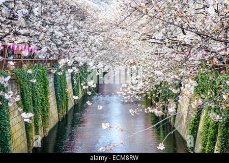 tokyo, Japan at Meguro canal in the spring. Stock Photo