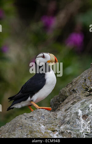 Horned Puffin stands along the rocks near the Cook Inlet at Duck Island near Lake Clark National Park, Alaska. Stock Photo