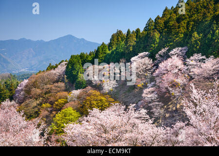 Yoshinoyama, Nara, Japan spring landscape. Stock Photo