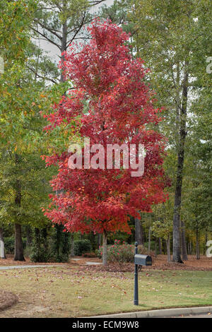 Acer rubrum, October Glory, maple tree showing it's Fall red color in a rural setting. Stock Photo