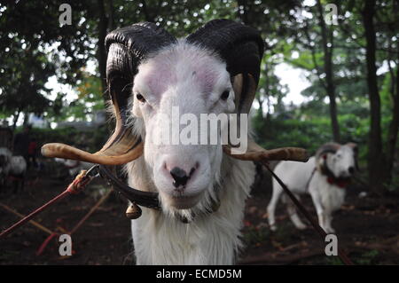 Domba Garut Fighting Stock Photo