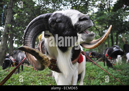 Domba Garut Fighting Stock Photo