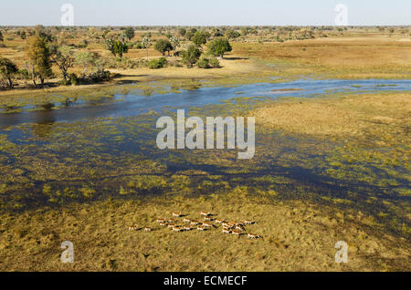 Red Lechwe (Kobus leche leche) herd in the freshwater marshland at the Gomoti River, aerial view, Okavango Delta Stock Photo