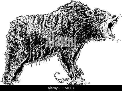 Angry Bear Ink Black And White Drawing Stock Photo Alamy