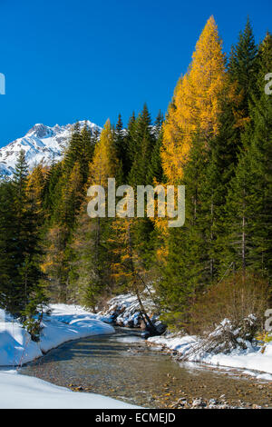 Autumn in the Park Riedingtal nature park, autumn colours, larches, first snow, Riedingbach, Zederhaus, Lungau, Salzburg Stock Photo