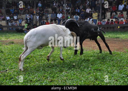 Domba Garut Fighting Stock Photo