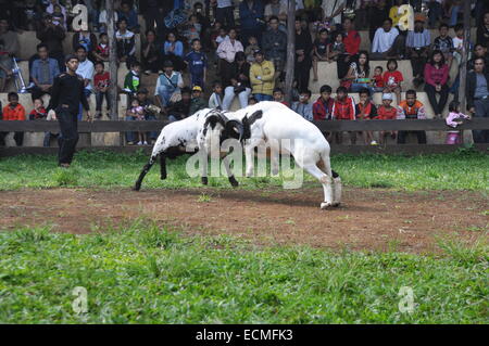 Domba Garut Fighting Stock Photo