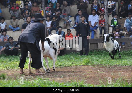 Domba Garut Fighting Stock Photo