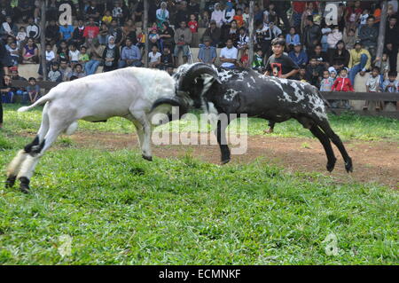 Domba Garut Fighting Stock Photo