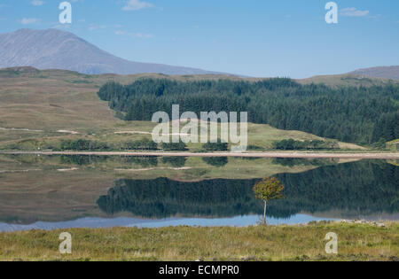 A tree stands alone on the shore of a mirror-smooth Lake Tulla which reflects the contours of the Highlands behind Stock Photo