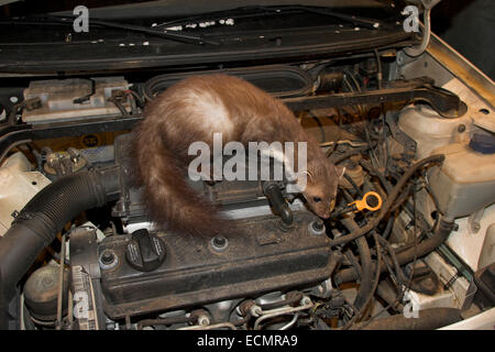 Marder auto hi-res stock photography and images - Alamy