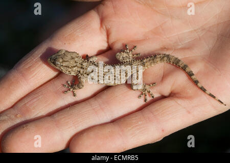 Moorish Wall Gecko, Crocodile gecko, European common gecko, Mauergecko, Mauer-Gecko, Gecko, Hausgecko, Tarentola mauritanica Stock Photo