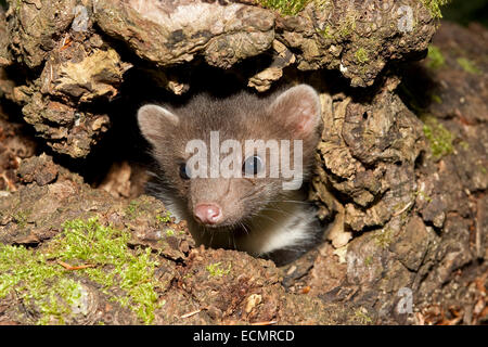 Beech marten, stone marten, pup, Steinmarder, Stein-Marder, Marder, Baumhöhle, Jungtier, Martes foina, Fouine, martre, marte Stock Photo