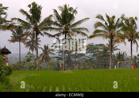 Rice field located around the Kaki Gunung temple in the center of the island near the town of Bangli. Ubud. Bali. Tegelelang it Stock Photo