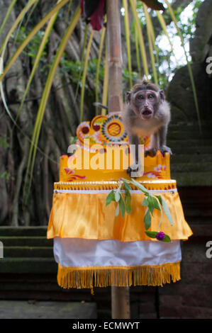 Long-tailed macaques (Macaca fascicularis) in Sacred Monkey Forest, Ubud, Indonesia. Monkey (Macaca fascicularis) at Dalem Agung Stock Photo