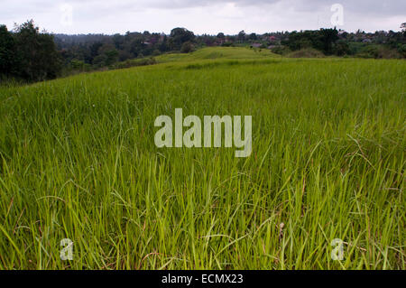 Rice fields terraces that accompany the walk Campuan crest. Ubud. Bali. On the Campuan ridge walk in Ubud, Bali, beautiful green rice terraces and coconut palm trees dot the Campuan River. Stock Photo