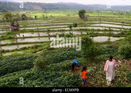 Rice Terraces. Tirta Gangga. Bali. Indonesia. Paddy fields surrounding the village of Tirta Gangga are the most beautiful to be Stock Photo