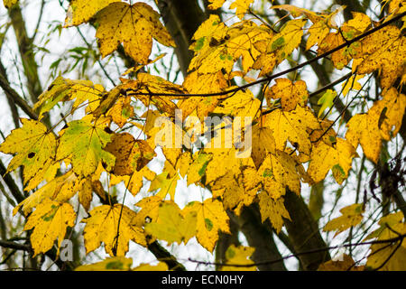 Autumn gold sycamore leaves Stock Photo