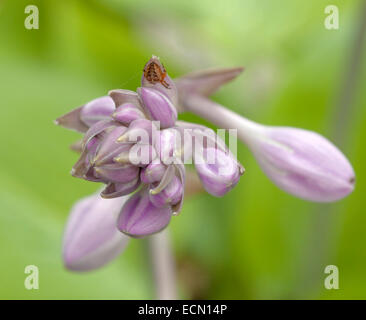 Macro of a flowering Hosta, a genus of plants commonly known as hostas, plantain lilies. Stock Photo