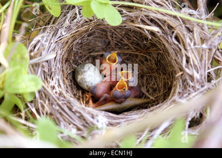 Baby sparrows waiting mom to feed them. Stock Photo