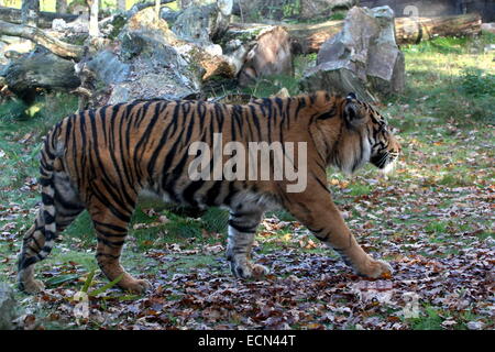 Sumatran tiger (Panthera tigris sumatrae) walking past at close range Stock Photo