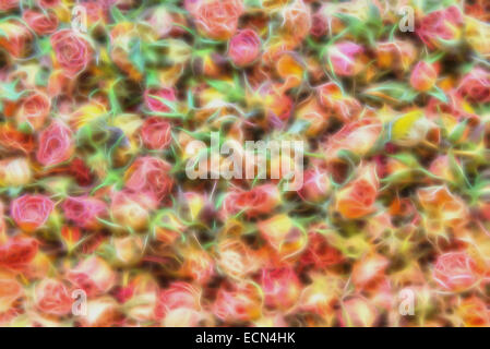 Soft pastel background from a base image of small dried roses Stock Photo