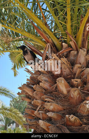 A crow on the top of the palm tree Stock Photo