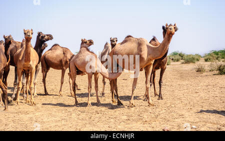 Herd of Indian Camels, Camelus dromedarius, in deserts of Rajasthan, India Stock Photo