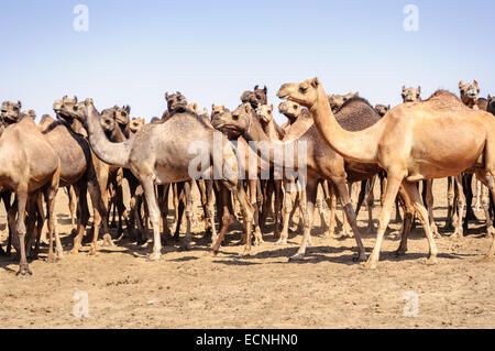 Herd of Indian Camels, Camelus dromedarius, in deserts of Rajasthan, India Stock Photo