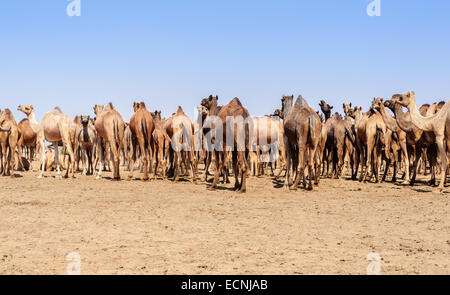 Herd of Indian Camels, Camelus dromedarius, in deserts of Rajasthan, India Stock Photo