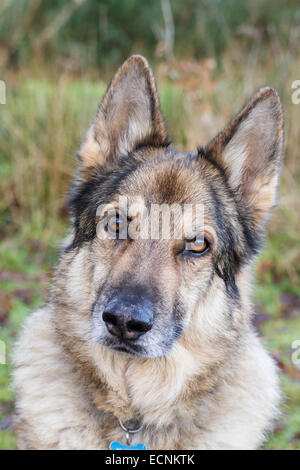 Vertical shot of a German Shepherd dog looking straight at the camera, cropped close around his head. He is wearing a collar Stock Photo