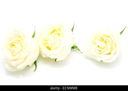 Beautiful yellow rose, isolated on white background Stock Photo