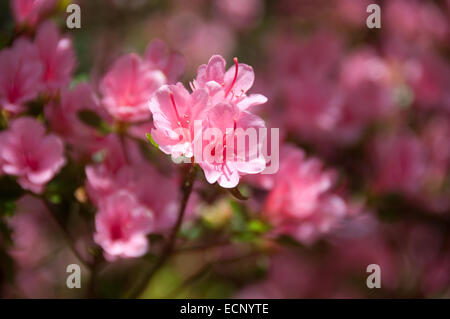 Small pink blossom flowers photographed at Trebah Gardens in Cornwall, UK Stock Photo