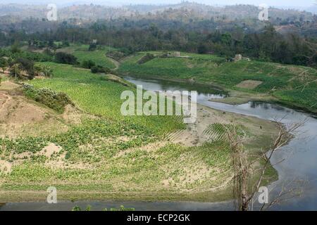 2010.  Tobacco field chittagong in bangladesh. tobacco bangladesh, tobacco plant, tobacco leaf Stock Photo