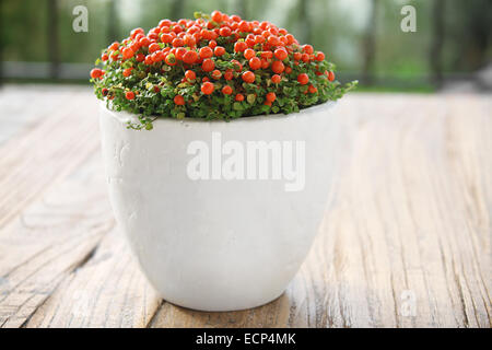 A Nertera plant in a white blank pot on a wooden table. Stock Photo