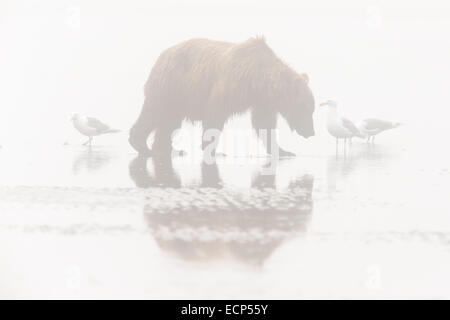 A female Alaskan Brown Bear walks through early morning fog along the beach at Lake Clark National Park while looking for food. Stock Photo