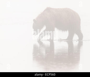 A female Alaskan Brown Bear walks through early morning fog along the beach at Lake Clark National Park while looking for food. Stock Photo