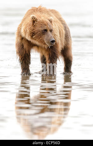 A female Alaskan Brown Bear stands on the beach at Lake Clark National Park while looking for food.