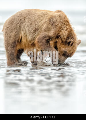 A mother Alaskan Brown Bear teaches her cub to dig for clams on the beach at Lake Clark National Park, Alaska Stock Photo