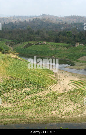 2010.  Tobacco field chittagong in bangladesh. tobacco bangladesh, tobacco plant, tobacco leaf Stock Photo