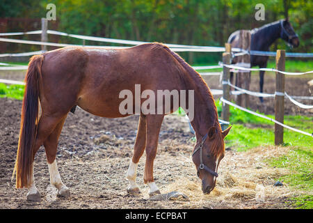 Portrait of purebred brown horse on background of blurred second horse Stock Photo