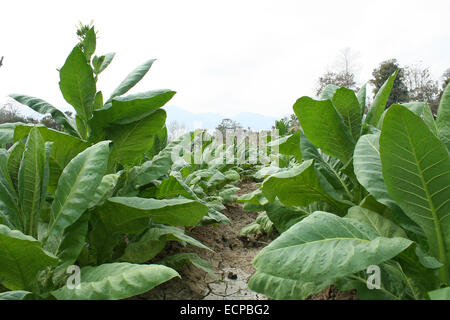 2010.  Tobacco field chittagong in bangladesh. tobacco bangladesh, tobacco plant, tobacco leaf Stock Photo