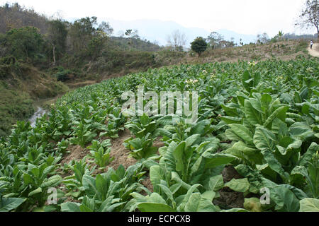 2010.  Tobacco field chittagong in bangladesh. tobacco bangladesh, tobacco plant, tobacco leaf Stock Photo