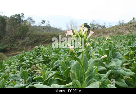 2010.  Tobacco field chittagong in bangladesh. tobacco bangladesh, tobacco plant, tobacco leaf Stock Photo