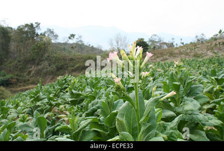 2010.  Tobacco field chittagong in bangladesh. tobacco bangladesh, tobacco plant, tobacco leaf Stock Photo